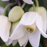 Clematis anshunensis